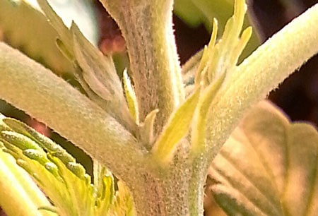 A female cannabis plant showing her first pre-flower. Although you can't see a white hair yet, the long narrow shape of the pre-flower helps you determine that it's female