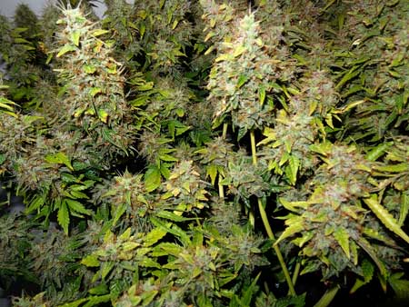 Harvest marijuana plants early if they appear burned or are turning yellow