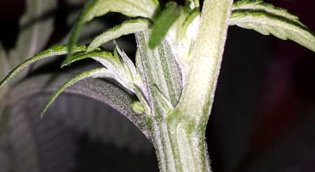 A single male pre-flowers appears