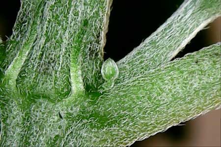 Example of a male marijuana pre-flower - it's a pollen sac that looks like it's on a little "stem"