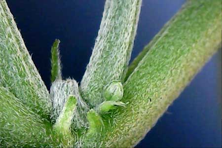 Example of a male pre-flower that has two little leafy outgrowths at the base that almost look like pistils