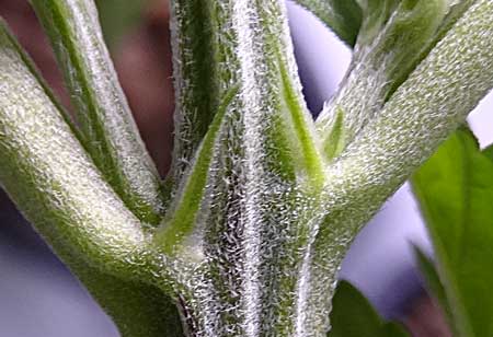 A pointy pre-flower is often a female calyx