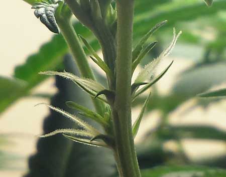 Příklad jemných bílých pestíků (předkvětů) na samičí rostlině konopí