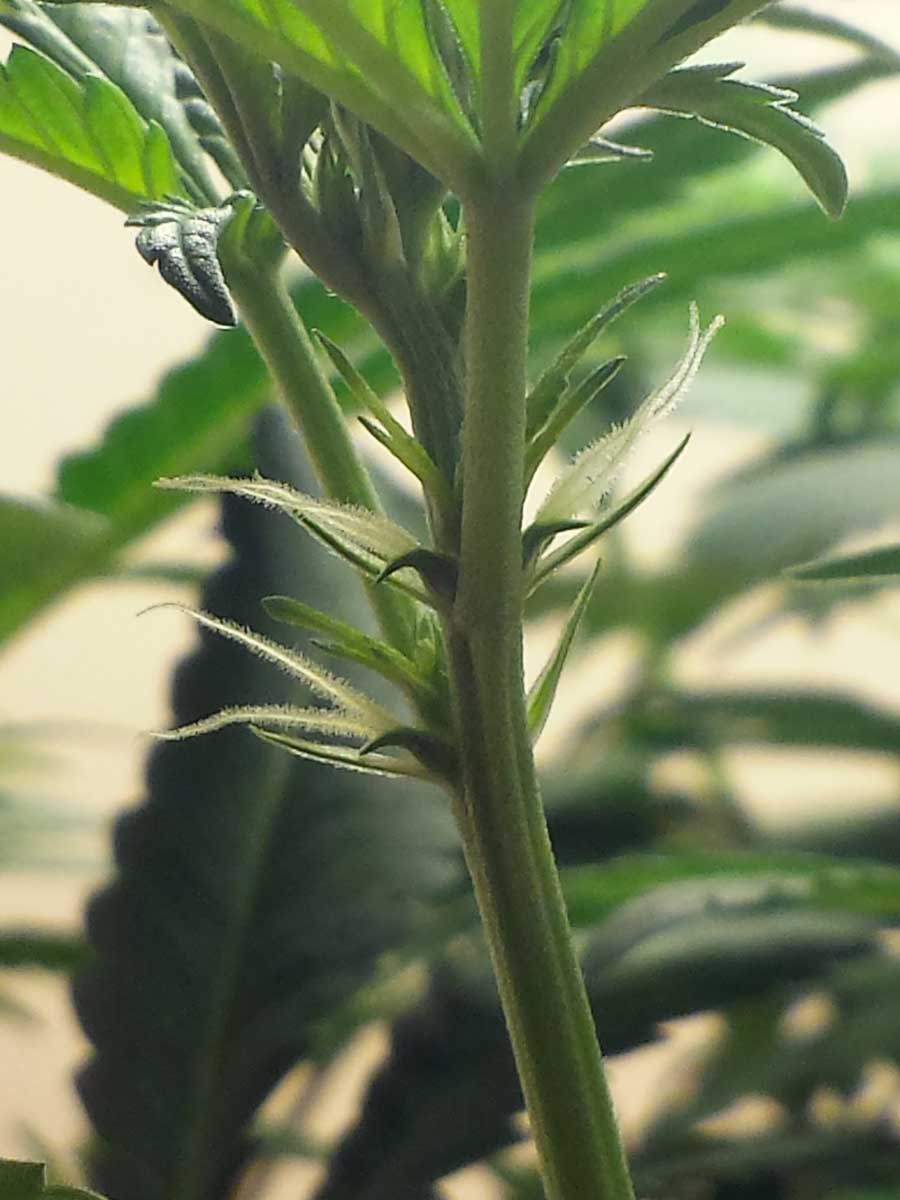 Cannabis Pre-Flowers: Identify Sex of a Plant as Early as 3 Weeks Old (with pics!)