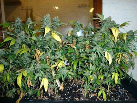 Ready to harvest - this cannabis plant has yellow fan leaves but the sugar leaves and the buds themselves are still green