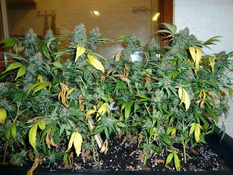 flushing weed