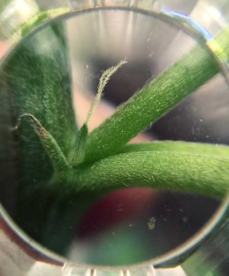 Amazing closeup example of a female pre-flower on a growing marijuana plant - Showing a thin, pointy calyx and two white hairs (pistils)