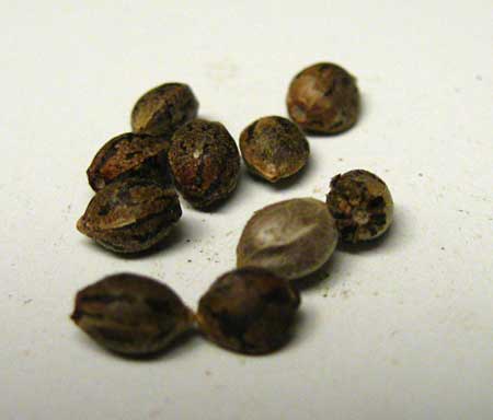 Example of viable feminized cannabis seeds