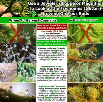 Learn when exactly to harvest your cannabis plant by looking at the trichomes!