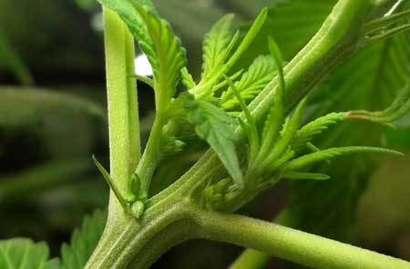 What is the cheapest way to grow weed