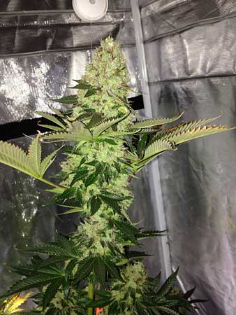 Female cannabis plant producing seeds