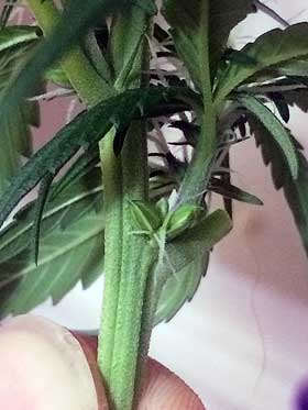 Hermie plant :(