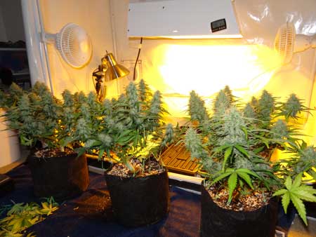 Some autoflowering plants looking great under a 250w light!