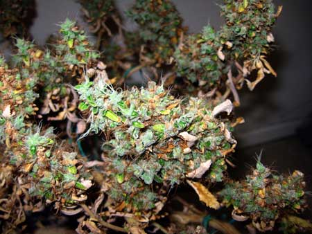 LED burnt buds - all the buds and sugar leaves have been burnt to a crisp because of a too-close LED grow light in the flowering stage