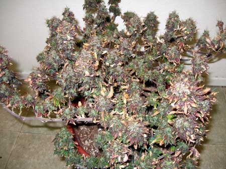 LED grow lights were kept too close to the plant in the flowering stage, causing the whole plant to turn red and leaves to burn