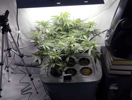 Original Amnesia cannabis plant - starting the "flowering stretch"