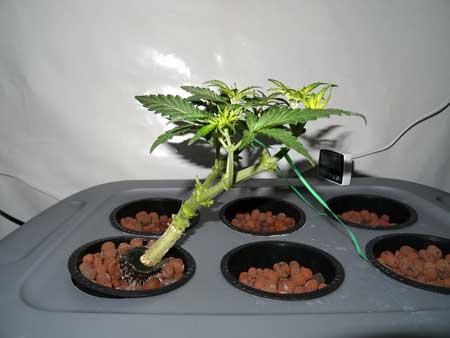 Side view - 8 colas are left on this cannabis plant after its last topping/training session