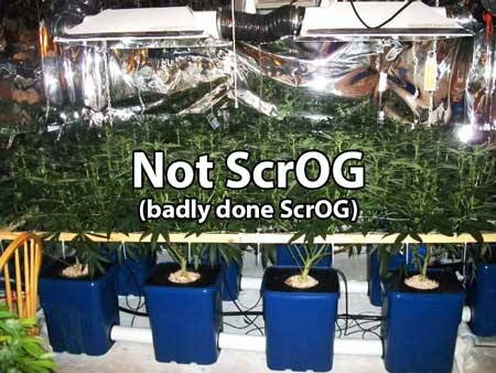 This is how NOT to do ScrOG!