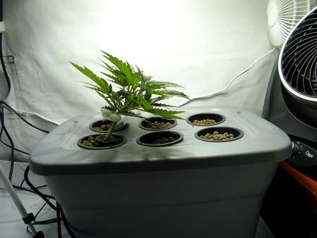 Bent cannabis plant using LST towards the middle of the tub, under the middle of the light
