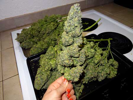 Holding a big bud in front of the rest of the cannabis harvest