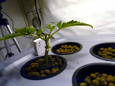 A young cannabis plant - topped for the first time and cleaned to leave just two main colas for a perfect starting manifold to plant training