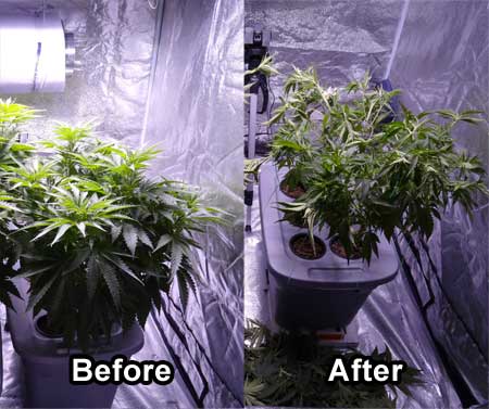 A 'before and after' shot of a defoliated Critical Kush Plant