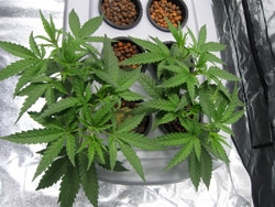 This manifold looks to be going well!