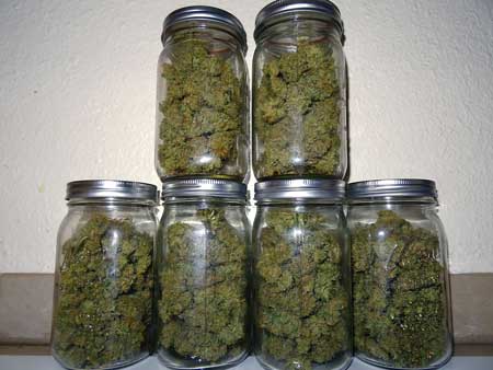 Curing buds in jars (or any airtight container) usually boosts smells over time. Original Amnesia cannabis harvest in jars to be cured.