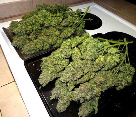 Original Amnesia cannabis harvest laid out on the stove before being hung to dry