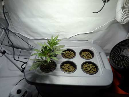 Young happy vegetative cannabis plant in DWC setup