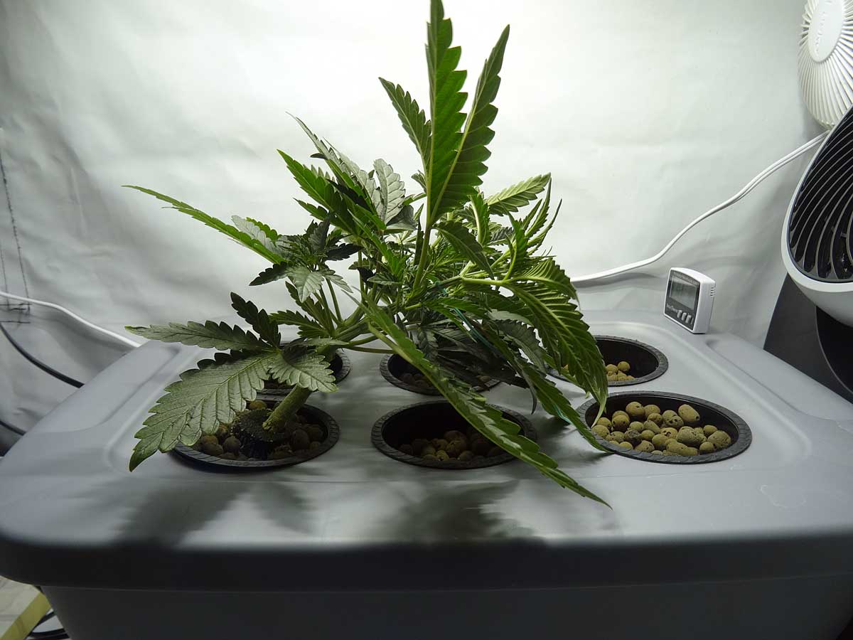 L x t. Lst тренинг автоцветов. Подгибание автоцветов. L x t. Lst канабис.