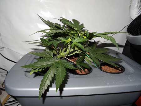 This cannabis plant looks a little funny because it is mid-training, but this is the last day!