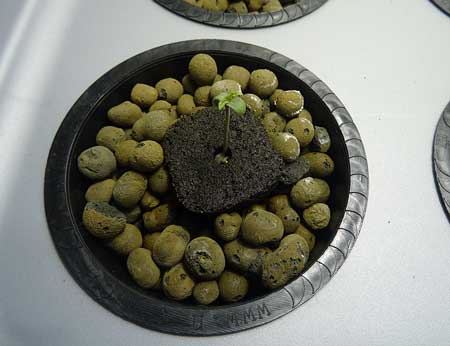 This Original Amnesia seedling will end up being the one that grows to harvest