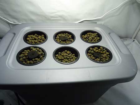 Cannabis seedlings have just sprouted!