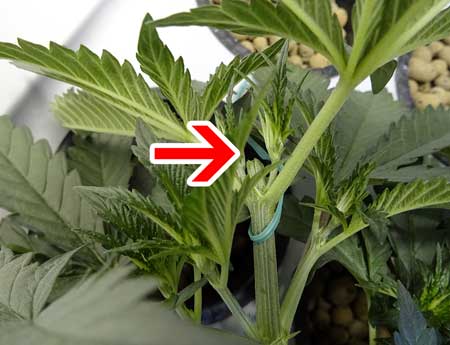 Where the cannabis plant was topped (top of stem was removed)