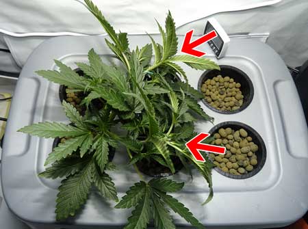 Topping cannabis example - Picture of the plant after tops are gone