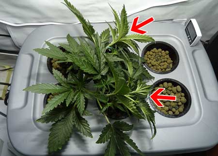 This cannabis plant is about to be topped at the two places the arrows are pointing