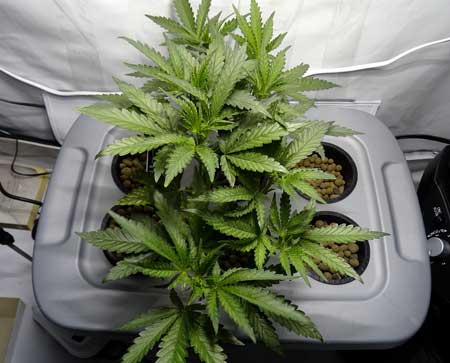 Cannabis plant in the vegetative stage growing in after being trained for 8 main colas