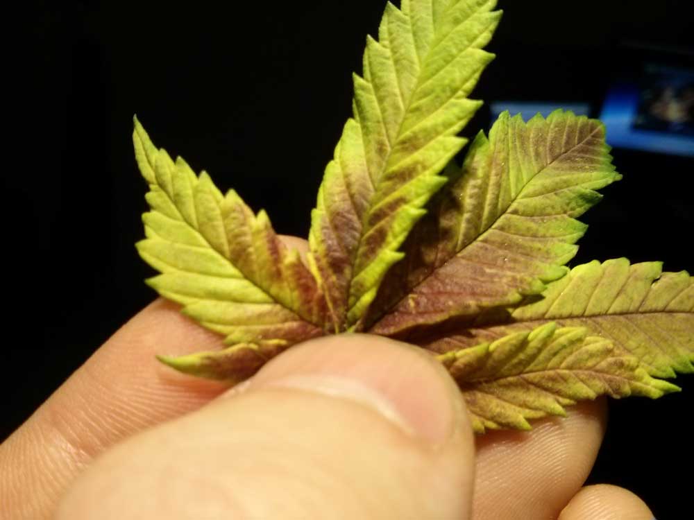 Purple Leaves Plant Deficiency