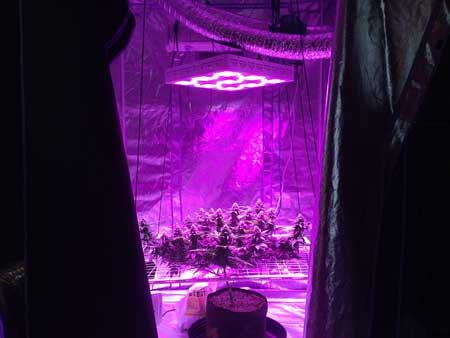 LED grow lights usually need to be 18" or more above your plants in order to prevent bleaching and light burn