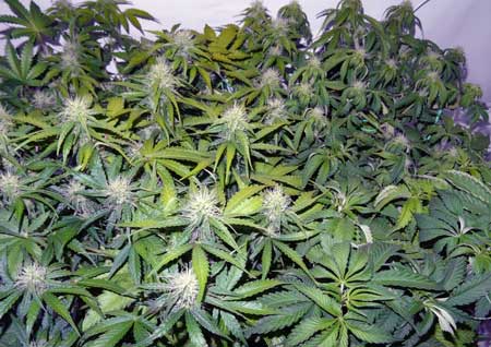 Growing marijuana led vs hps