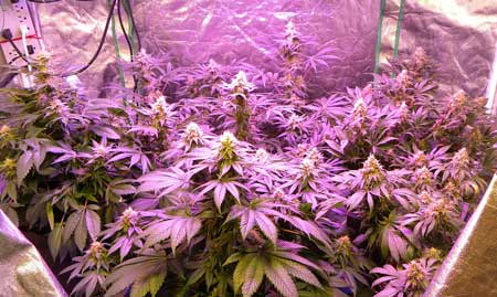 An example of some beautiful plants growing under an LED grow light