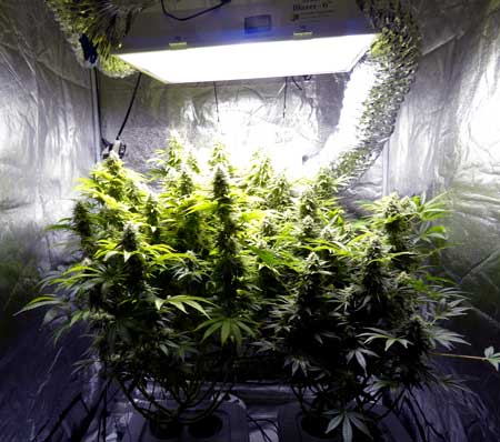 What cannabis yields will you harvest in your current indoor grow light setup?