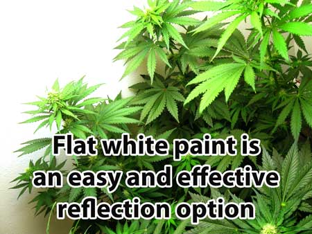 alt="Flat white paint is an easy and effective reflection option for your cannabis grow room walls"
