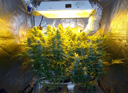 This HPS grow light was kept too close to the top of these plants and ended up bleaching the top buds and leaves