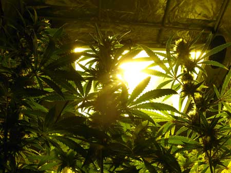 Cannabis plants should be kept the right distance away from grow lights so they produce the most bud