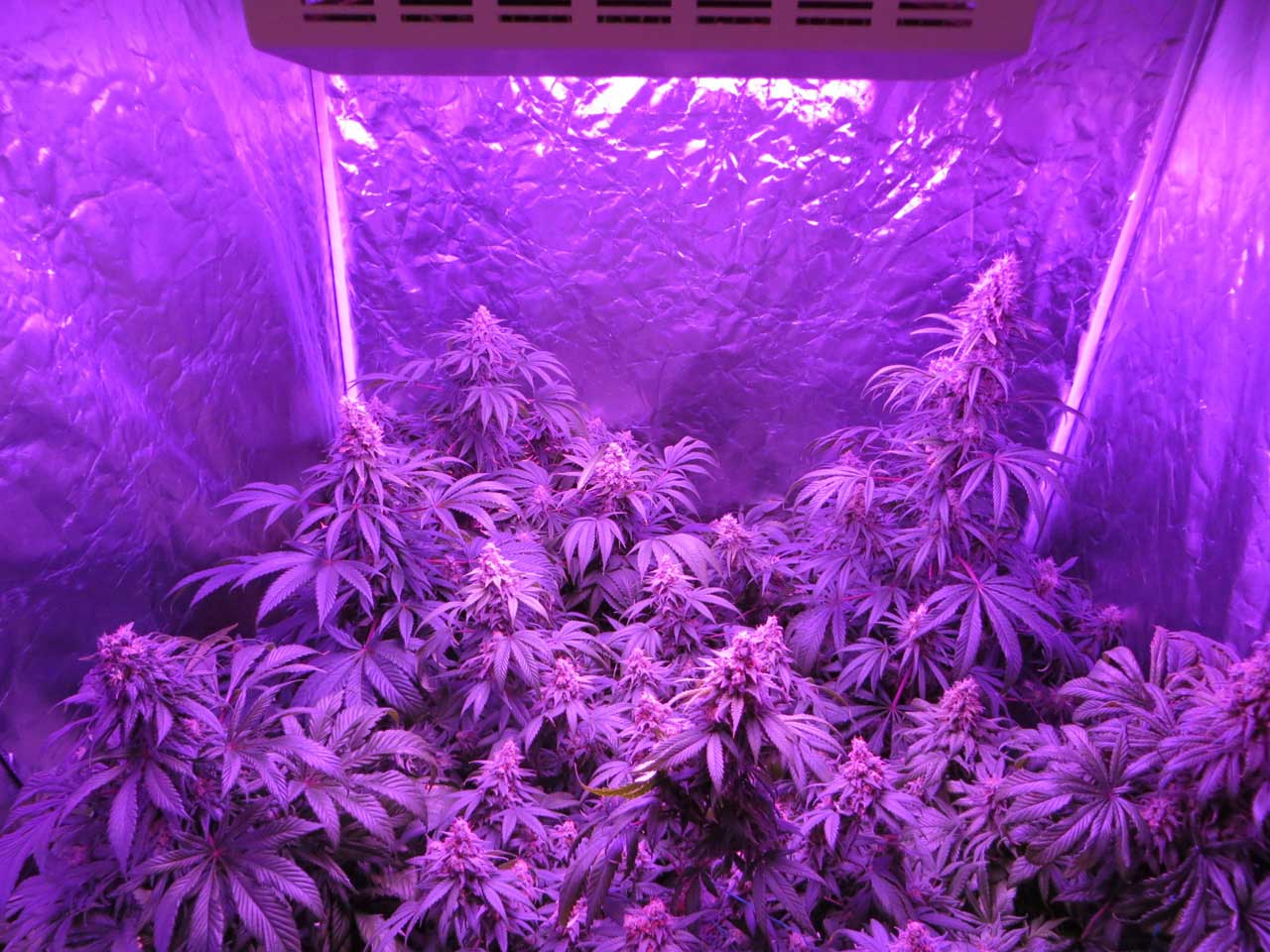 Led Grow Light Distance Chart