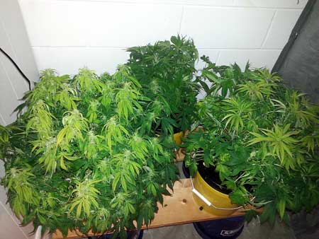 Plants with light burn from a too-close LED