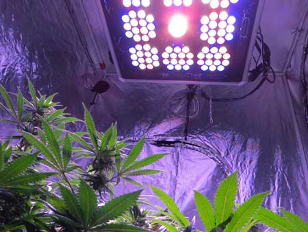 Cannabis plants under an LED grow light by Pro-Grow - LEDs should generally be kept at least 18&quot; from the tops of plants