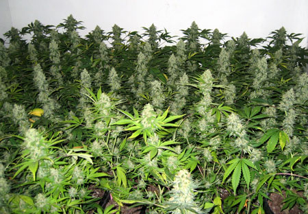 By training your cannabis plants to grow flat and wide, you ensure that more buds are colas are in the "sweet spot" of the grow lights